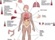 Immunological Factors in Fertility