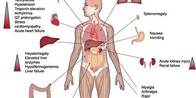 Immunological Factors in Fertility