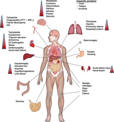 Immunological Factors in Fertility