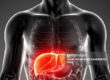 The Liver health