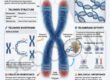 Telomeres and DNA Health: How to Protect Your Cells and Support Healthy Ageing.
