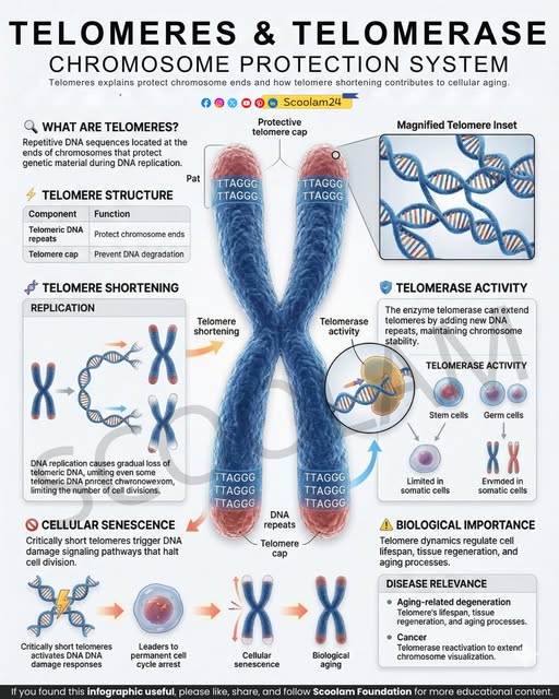 Telomeres and DNA Health Telomeres and DNA Health: How to Protect Your Cells and Support Healthy Ageing.