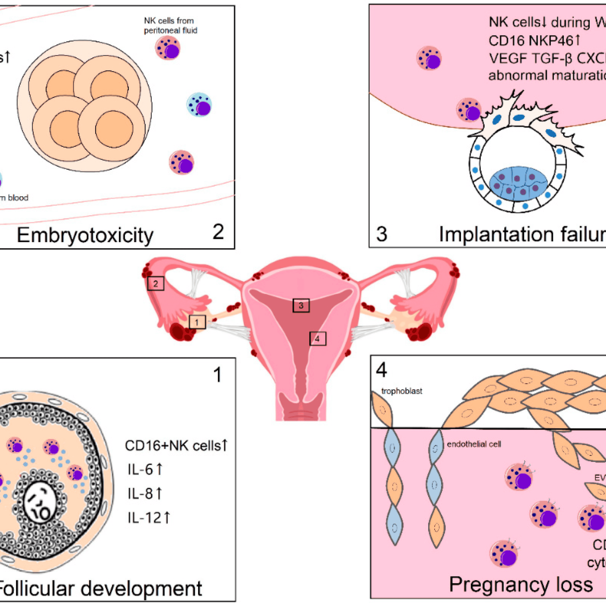 Natural Killer cells Boosting NK Cells