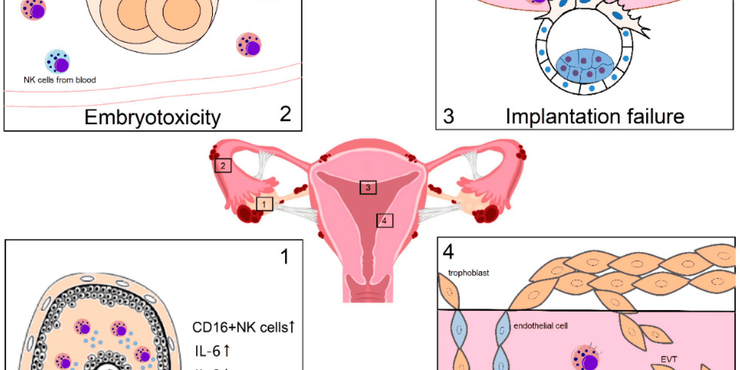 Natural Killer cells Boosting NK Cells