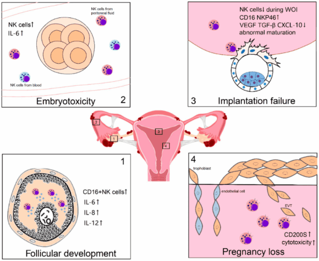 Natural Killer cells Boosting NK Cells