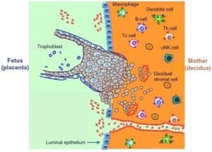 The Endometrium-Embryo Dialogue
