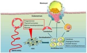 The Endometrium–Embryo Dialogue