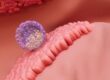 The Endometrium–Embryo Dialogue