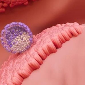 The Endometrium–Embryo Dialogue