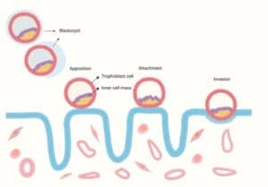 The Endometrium–Embryo Dialogue