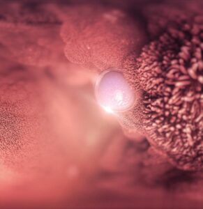 The Endometrium–Embryo Dialogue