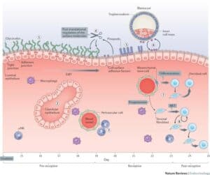 The Endometrium–Embryo Dialogue