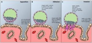 The Endometrium–Embryo Dialogue