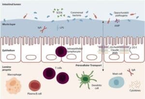 The Gut–Immune Connection