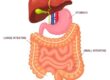 The Gut–Immune Connection