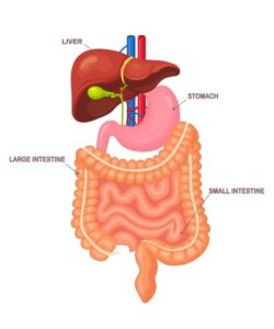 The Gut–Immune Connection