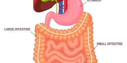 The Gut–Immune Connection The Gut–Immune Connection