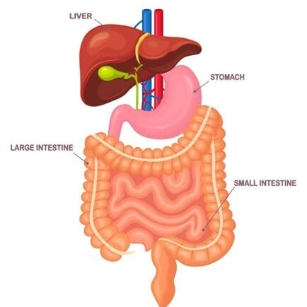 The Gut–Immune Connection
