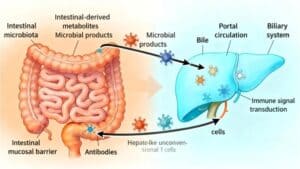 The Gut–Immune Connection