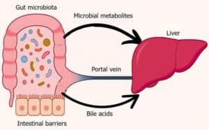 The Gut–Immune Connection